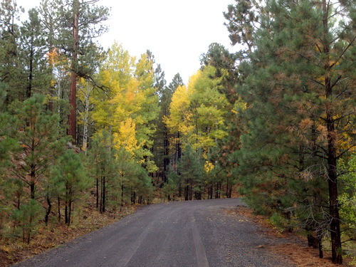 GDMBR: San Mateo Spring to Grants, New Mexico.